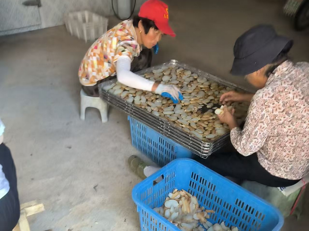 华剑空气能热泵烘干机，黄冈天麻产地烘干案例展示